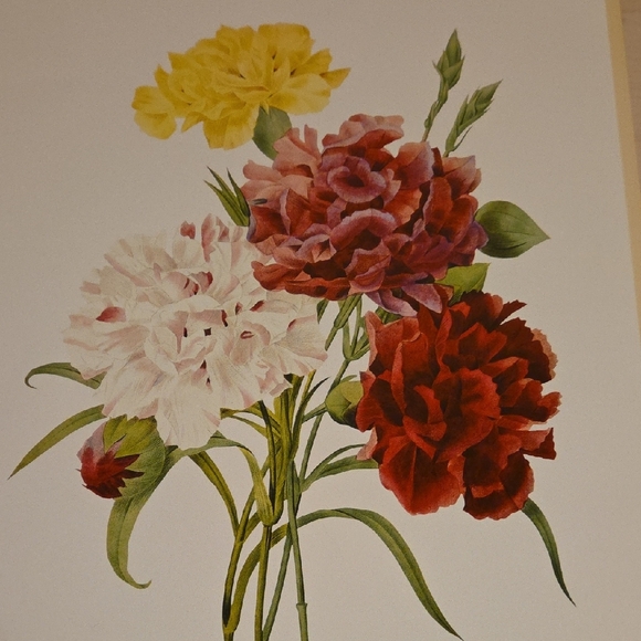 Carnation Poster by Pierre-Joseph Redoute, c. 1833 - Picture 2 of 3